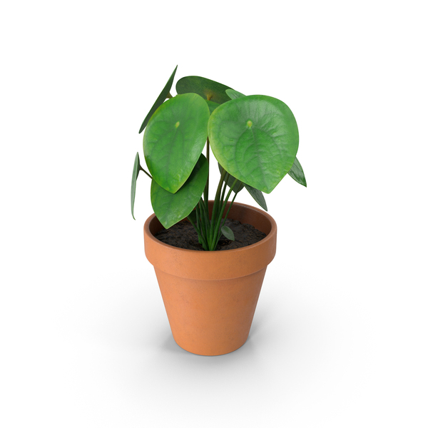 Flower Pot: Potted Plant PNG & PSD Images