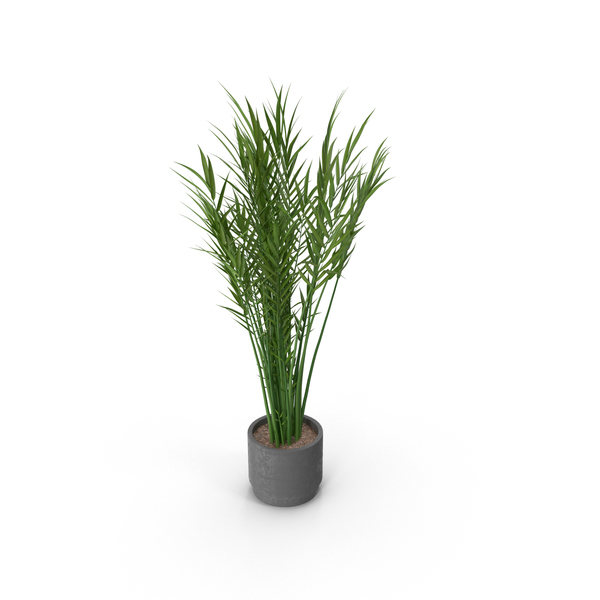 Flower Pot: Potted Plant PNG & PSD Images Flower Pot: Potted Plant PNG & PSD Images
