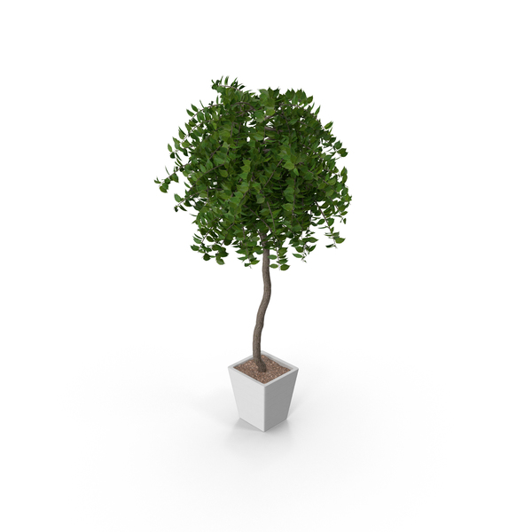 Flower Pot: Potted Plant PNG & PSD Images Flower Pot: Potted Plant PNG & PSD Images
