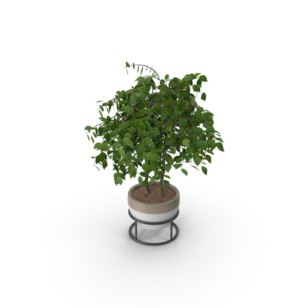 Flower Pot: Potted Plant PNG & PSD Images Flower Pot: Potted Plant PNG & PSD Images