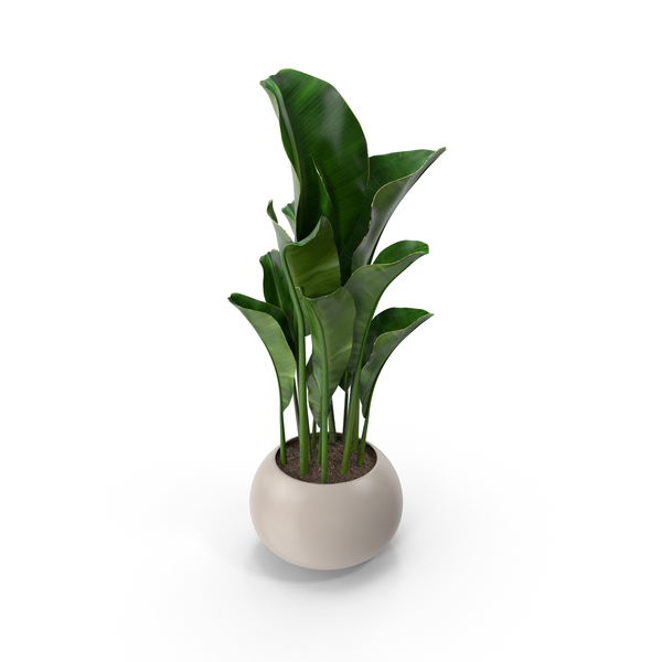 Potted Plant PNG Images & PSDs for Download | PixelSquid - S11192103F