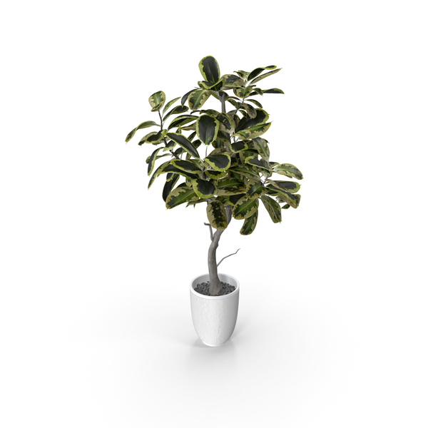 Flower Pot: Potted Plant PNG & PSD Images Flower Pot: Potted Plant PNG & PSD Images