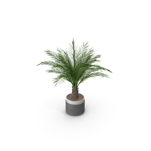 Flower Pot: Potted Plant PNG & PSD Images