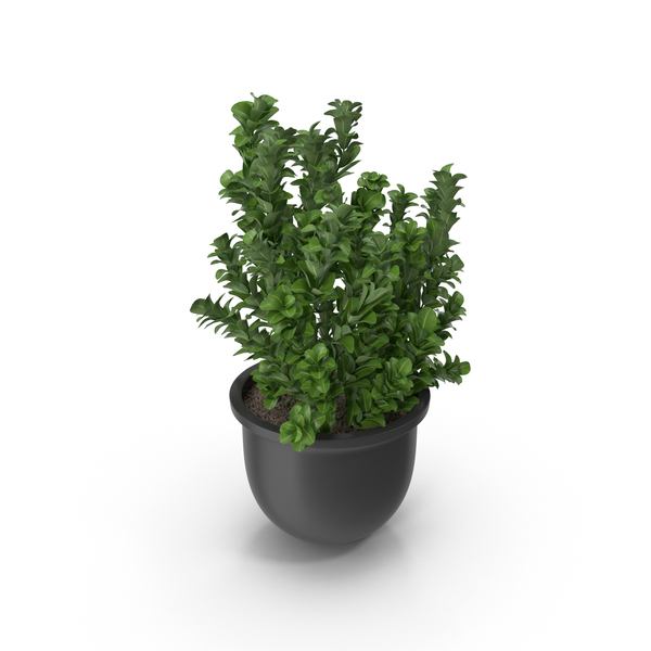 Flower Pot: Potted Plant PNG & PSD Images Flower Pot: Potted Plant PNG & PSD Images