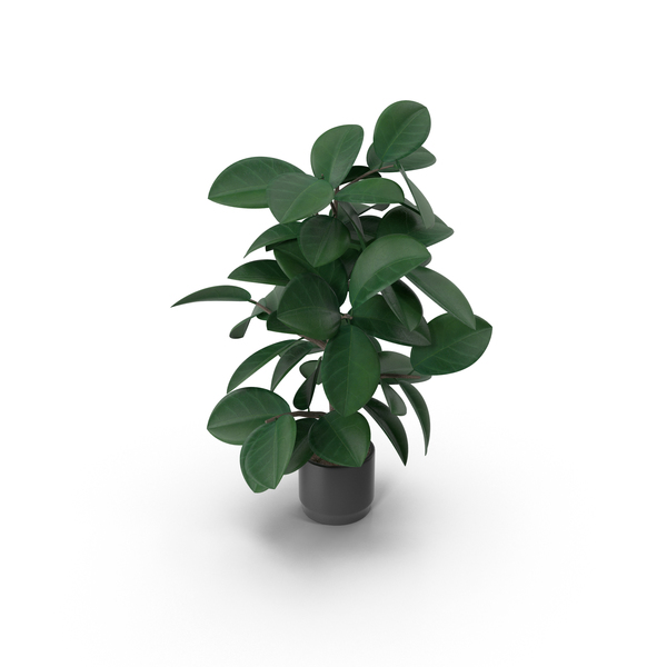 Flower Pot: Potted Plant PNG & PSD Images Flower Pot: Potted Plant PNG & PSD Images