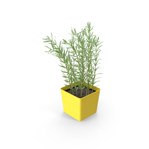 Potted Rosemary PNG & PSD Images