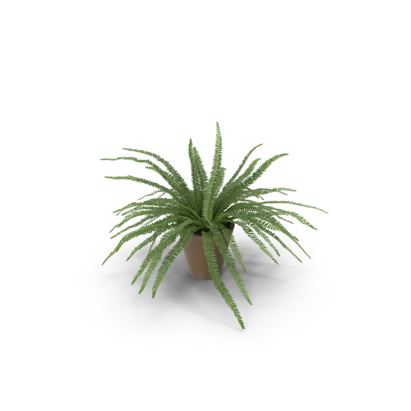 Potted Sword Fern PNG & PSD Images Potted Sword Fern PNG & PSD Images
