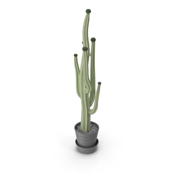 Potted Tall Cactus PNG & PSD Images