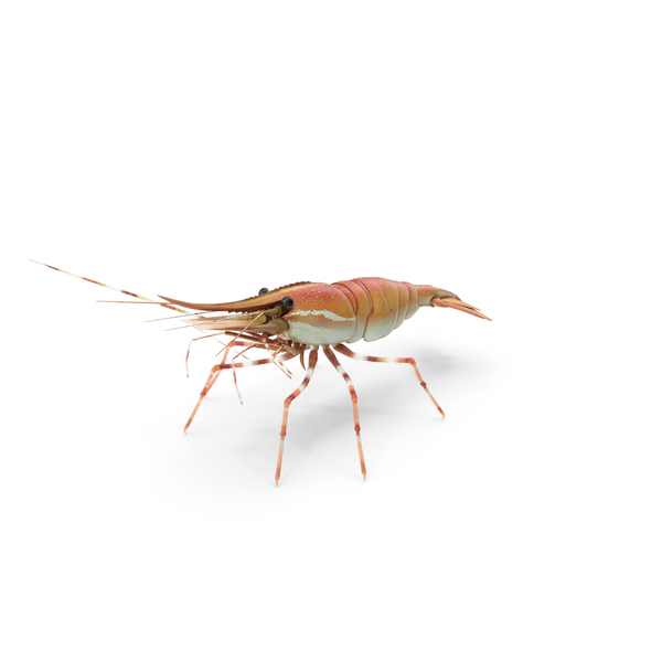 Shrimp Seafood: Prawn PNG & PSD Images