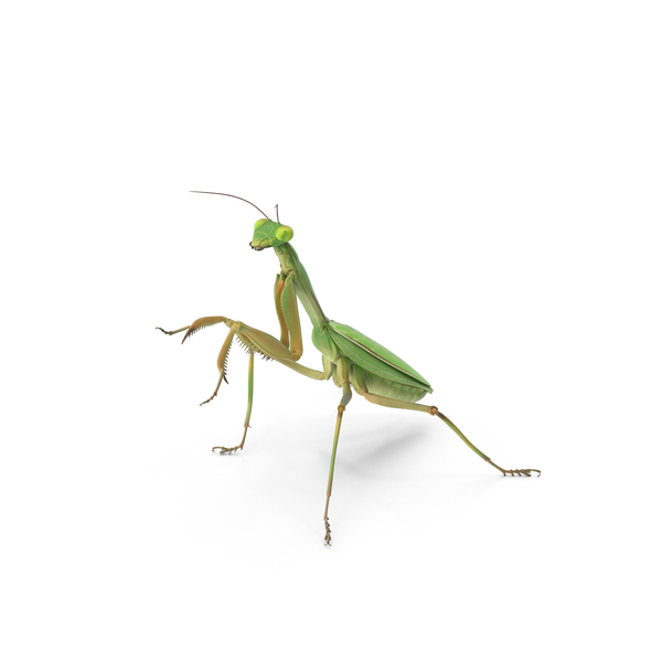 Praying Mantis PNG & PSD Images