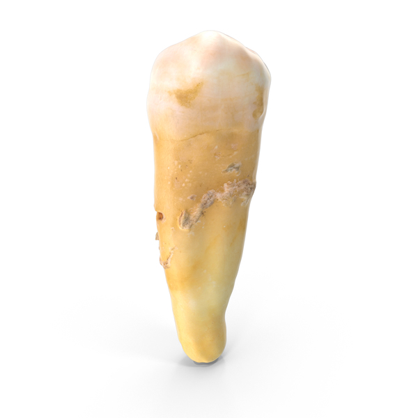 Premolar Lower Jaw with Cavity PNG & PSD Images Premolar Lower Jaw with Cavity PNG & PSD Images