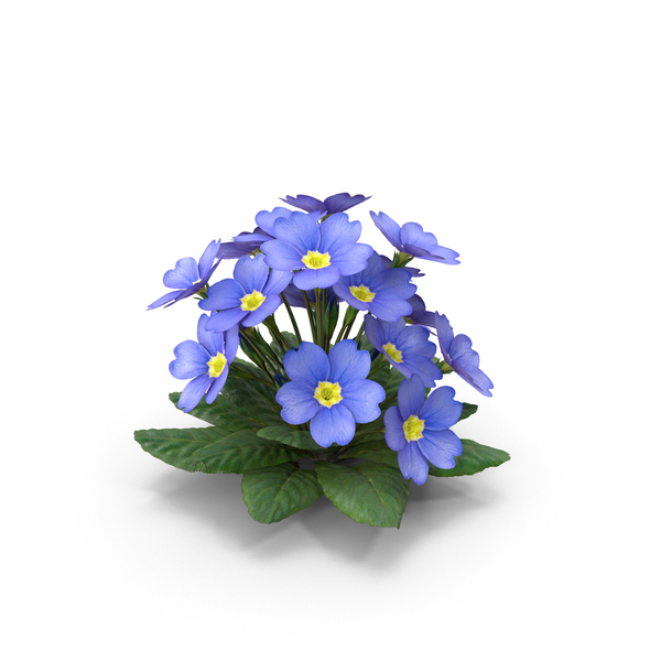 Flowering Plants: Primula Vulgaris Blue PNG & PSD Images Flowering Plants: Primula Vulgaris Blue PNG & PSD Images