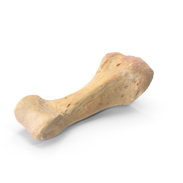 Proximal Phalanx Bone of Fourth Toe PNG & PSD Images Proximal Phalanx Bone of Fourth Toe PNG & PSD Images