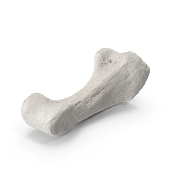 Bone: Proximal Phalanx of Little Toe PNG & PSD Images Bone: Proximal Phalanx of Little Toe PNG & PSD Images