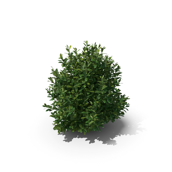 Bush: Prunus Laurocerasus PNG & PSD Images Bush: Prunus Laurocerasus PNG & PSD Images