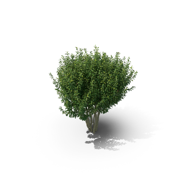 Bush: Prunus Laurocerasus PNG & PSD Images Bush: Prunus Laurocerasus PNG & PSD Images