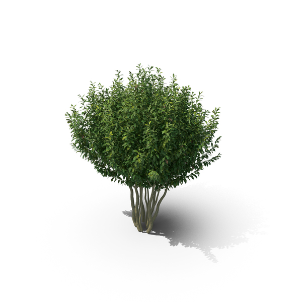 Bush: Prunus Laurocerasus PNG & PSD Images Bush: Prunus Laurocerasus PNG & PSD Images