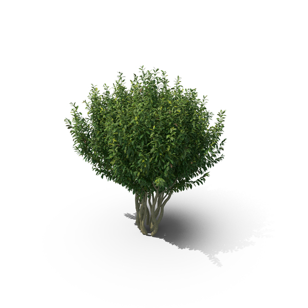 Bush: Prunus Laurocerasus PNG & PSD Images Bush: Prunus Laurocerasus PNG & PSD Images