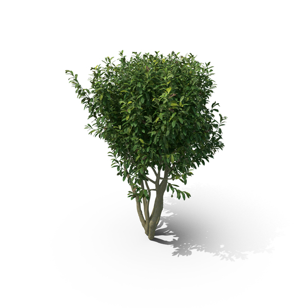 Bush: Prunus Laurocerasus PNG & PSD Images Bush: Prunus Laurocerasus PNG & PSD Images