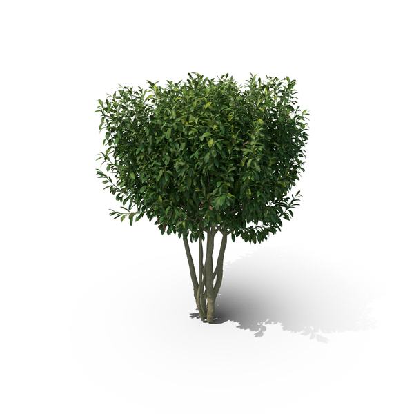 Bush: Prunus Laurocerasus PNG & PSD Images Bush: Prunus Laurocerasus PNG & PSD Images