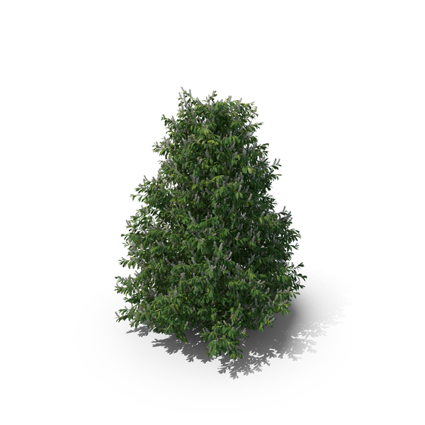 Bush: Prunus Laurocerasus PNG & PSD Images Bush: Prunus Laurocerasus PNG & PSD Images