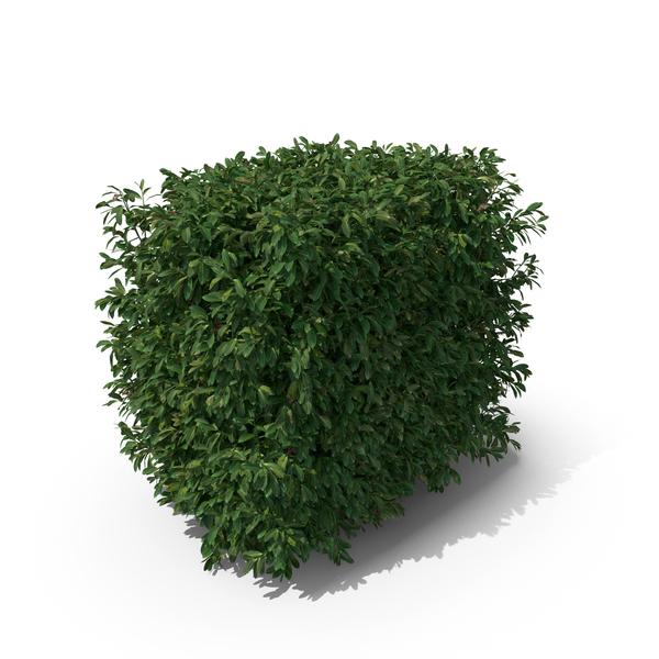 Bush: Prunus Laurocerasus PNG & PSD Images Bush: Prunus Laurocerasus PNG & PSD Images
