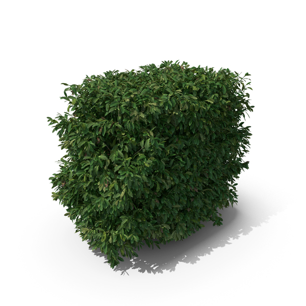 Bush: Prunus Laurocerasus PNG & PSD Images Bush: Prunus Laurocerasus PNG & PSD Images