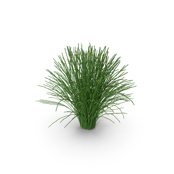 Psilotum Nudum Whisk Fern PNG & PSD Images Psilotum Nudum Whisk Fern PNG & PSD Images