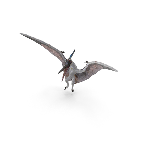 Pterosaur Pteranodon White Landing Pose with Fur PNG & PSD Images