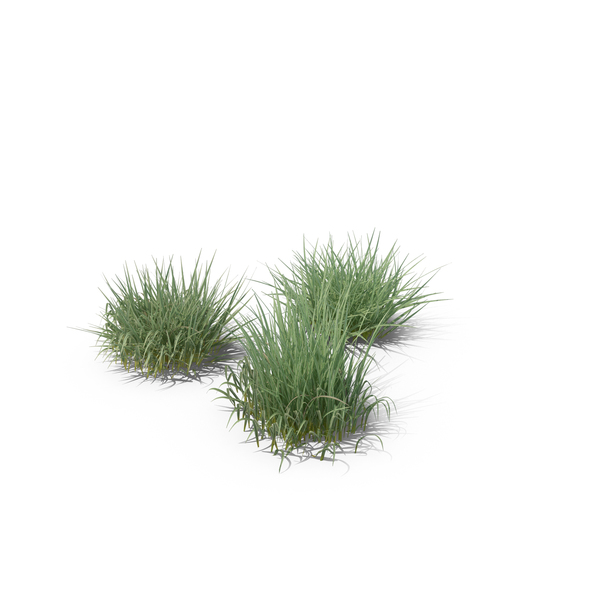 Flowering Plants: Purple Moor-Grass PNG & PSD Images Flowering Plants: Purple Moor-Grass PNG & PSD Images