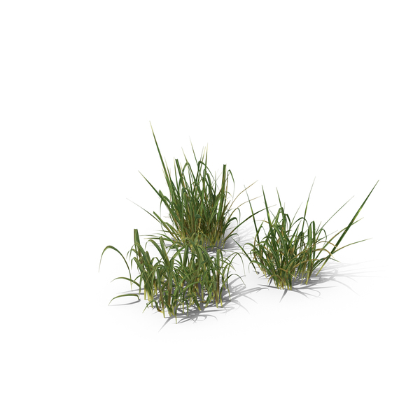 Grasses: Purple Moor-Grass PNG & PSD Images Grasses: Purple Moor-Grass PNG & PSD Images