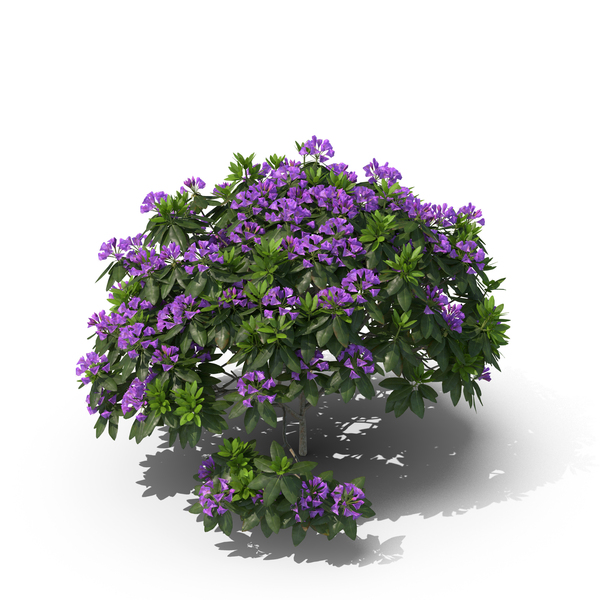 Purple Rhododendron Bush PNG & PSD Images Purple Rhododendron Bush PNG & PSD Images