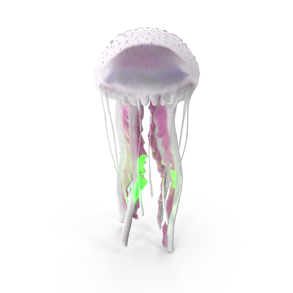 Purple-striped jellyfish (Pelagia Noctiluca) - White PNG & PSD Images