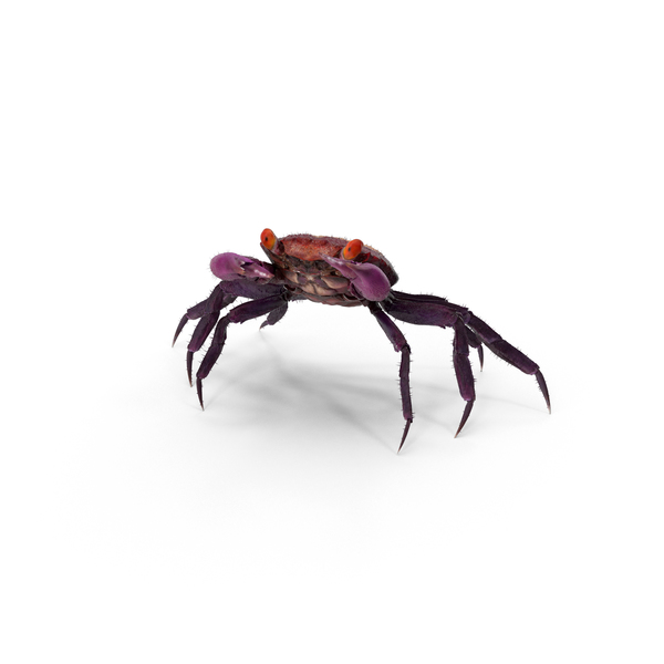 紫色吸血鬼螃蟹PNG和PSD图像