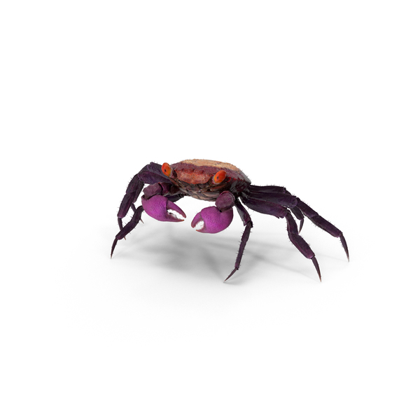 紫色吸血鬼螃蟹PNG和PSD图像