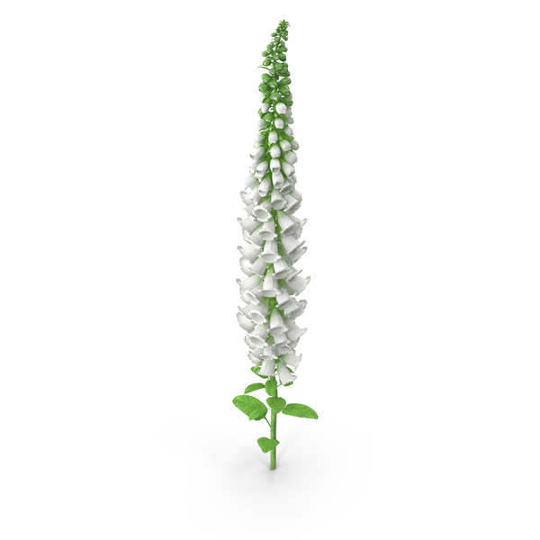 Foxglove: Digitalis Purpurea Albiflora PNG & PSD Images Foxglove: Digitalis Purpurea Albiflora PNG & PSD Images