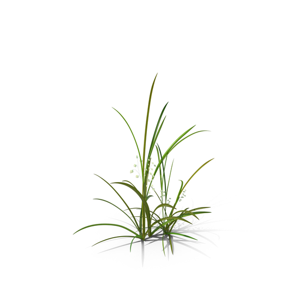 Ornamental Grass: Quaking-Grass PNG & PSD Images