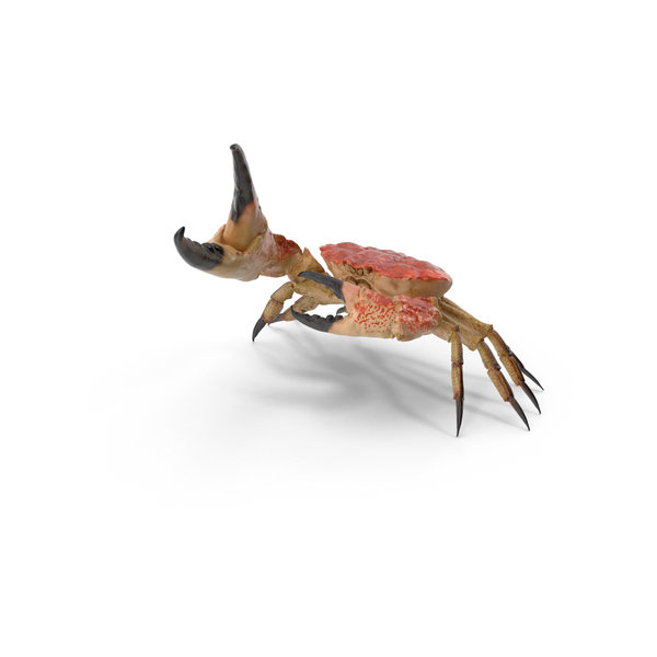 Queen Crab PNG & PSD Images Queen Crab PNG & PSD Images