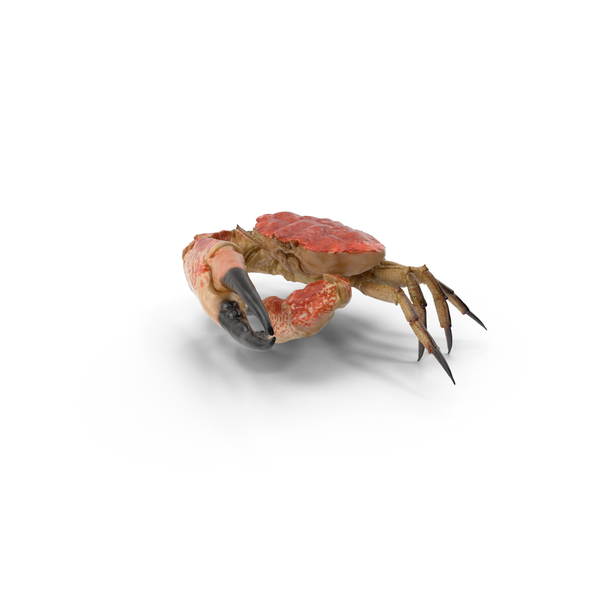Queen Crab PNG & PSD Images Queen Crab PNG & PSD Images