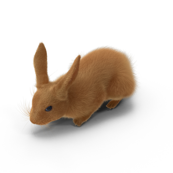 Rabbit PNG & PSD Images Rabbit PNG & PSD Images