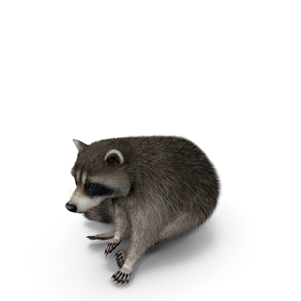 Raccoon Sitting With Fur PNG & PSD Images