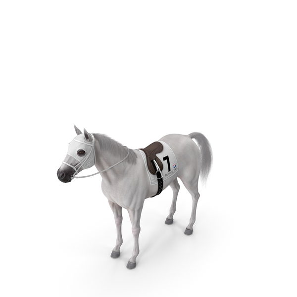 Horse: Racehorse White Fur PNG & PSD Images Horse: Racehorse White Fur PNG & PSD Images