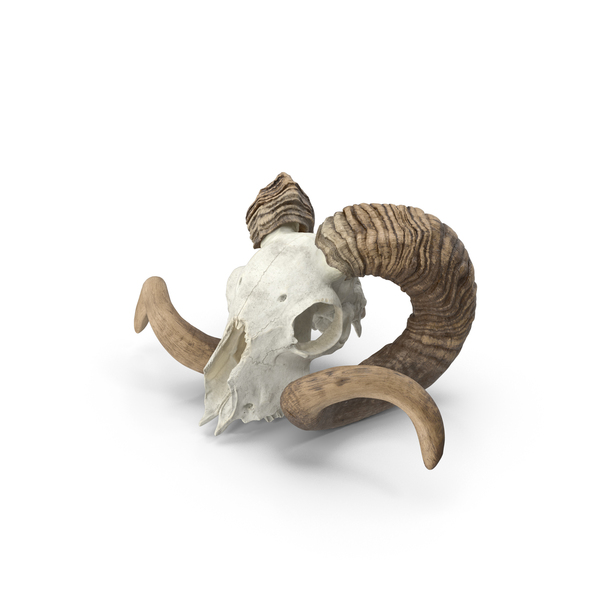 Goat: Ram Skull With Dark Horns PNG & PSD Images