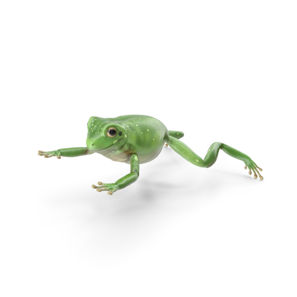 Tree: Ranoidea Caerulea Frog PNG & PSD Images Tree: Ranoidea Caerulea Frog PNG & PSD Images
