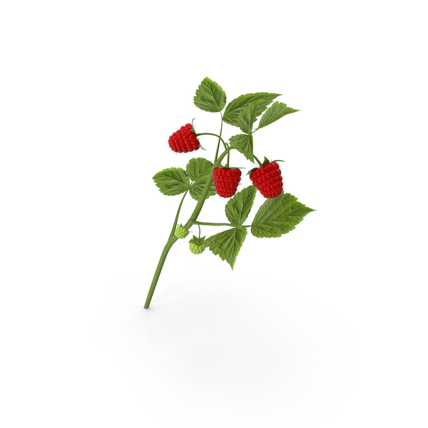 Raspberry PNG & PSD Images Raspberry PNG & PSD Images