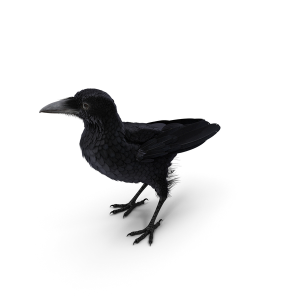 Raven Corvus Standing Pose PNG & PSD Images