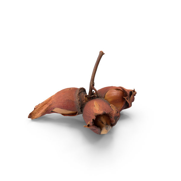 Seed Pod: Raw Hazelnuts PNG & PSD Images Seed Pod: Raw Hazelnuts PNG & PSD Images