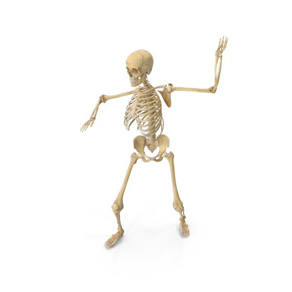Real Human Female Skeleton PNG & PSD Images Real Human Female Skeleton PNG & PSD Images