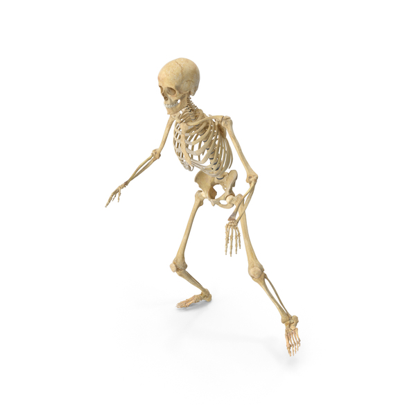 Real Human Female Skeleton PNG Images & PSDs for Download | PixelSquid ...