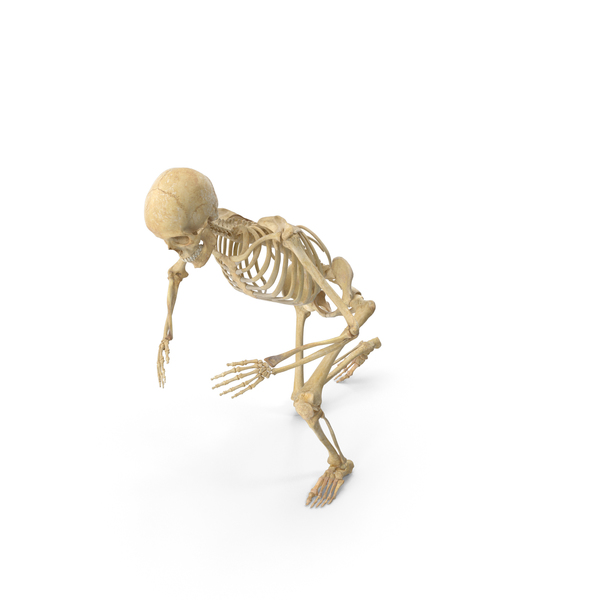 Real Human Female Skeleton Kneeling PNG & PSD Images Real Human Female Skeleton Kneeling PNG & PSD Images